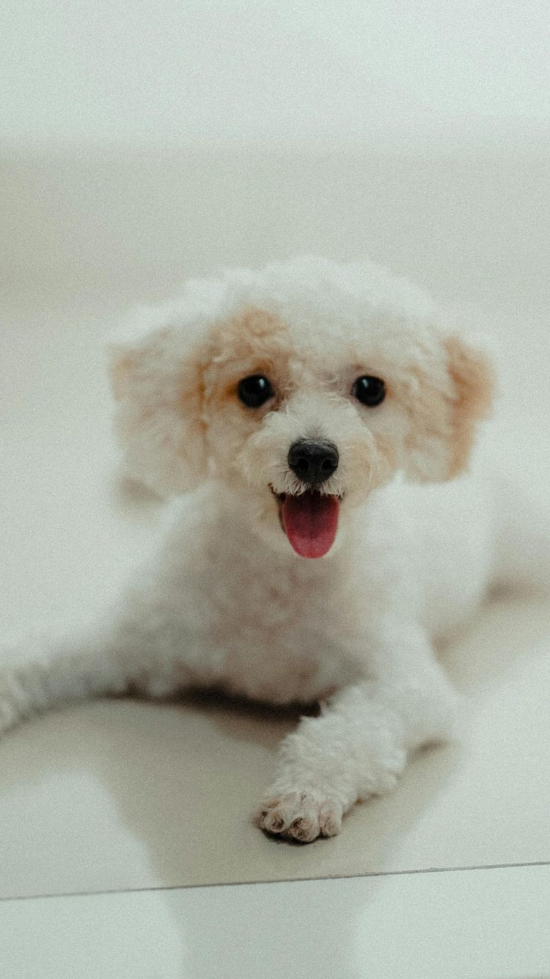 Toy Poodle