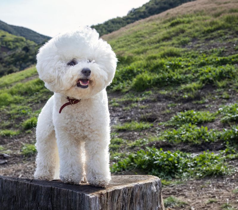 13 Devoted Small Dog Breeds Known for Staying Close to Their Owners 11 Bichon Frise