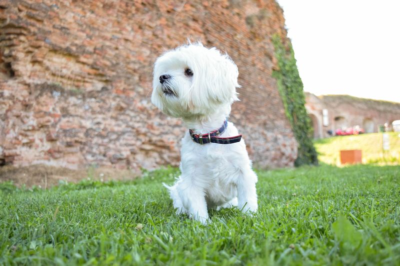 27 Dog Breeds That Prefer People Over Other Dogs 14 Havanese