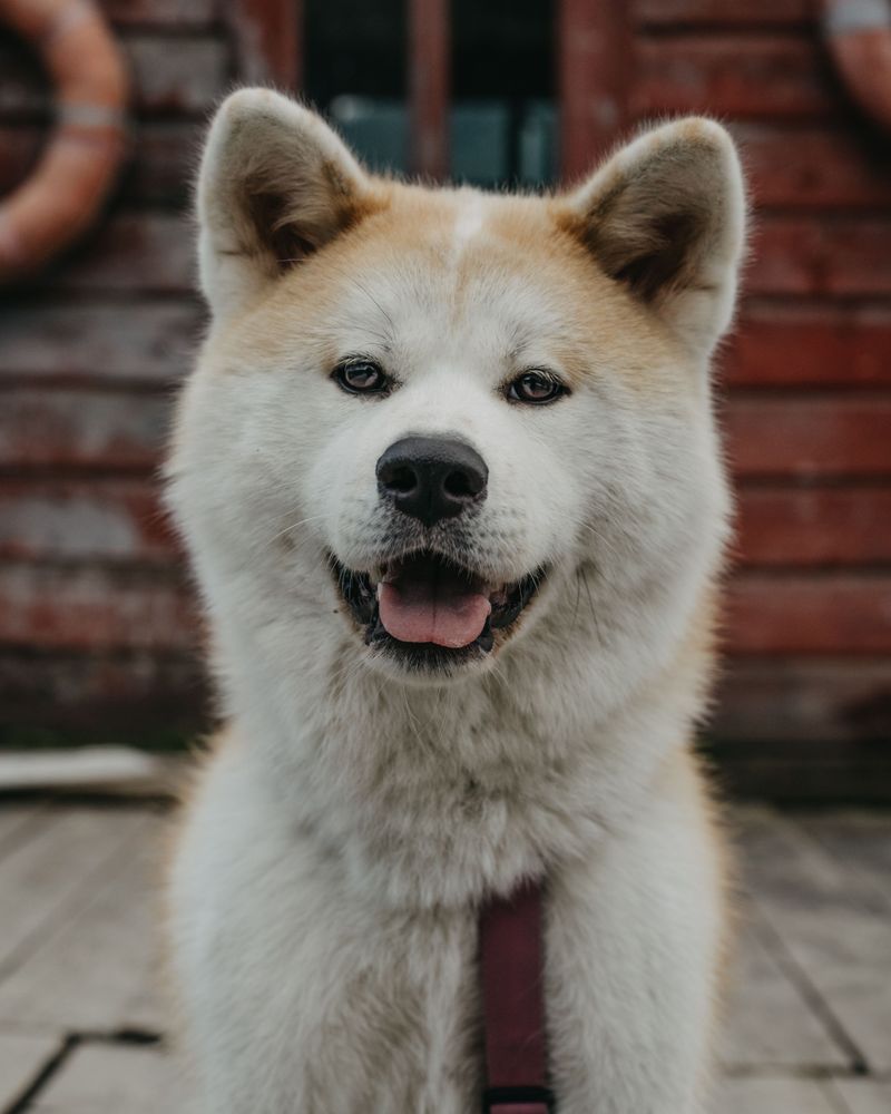 These 12 dog breeds would rather spend one perfect afternoon with you than meet a hundred new people 4 Akita