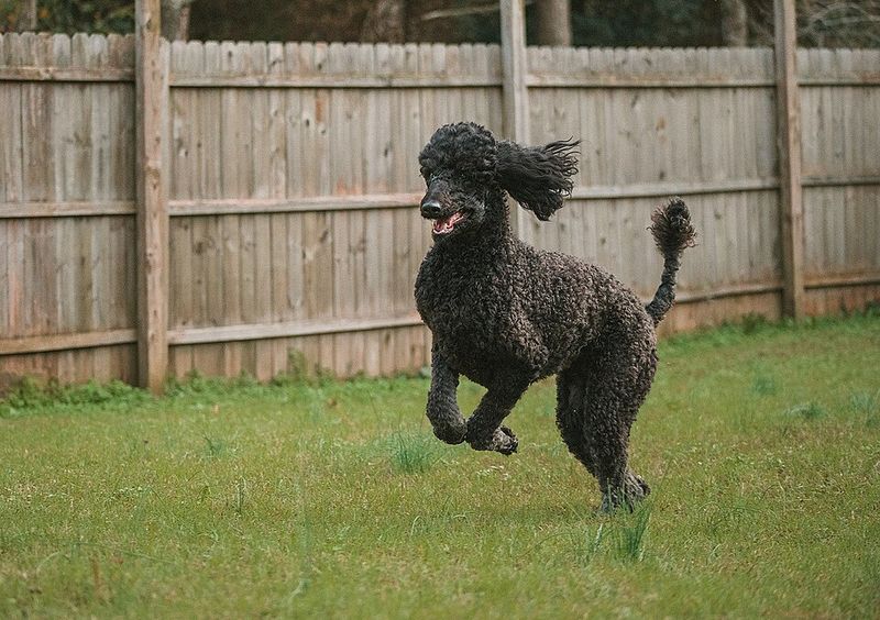 Owners often notice these dog breeds reacting to emotions others completely miss 3 Standard Poodle