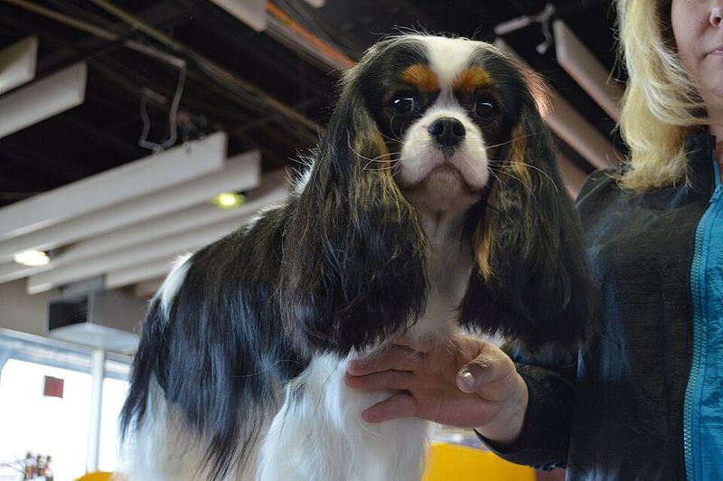 Cavalier King Charles Spaniel