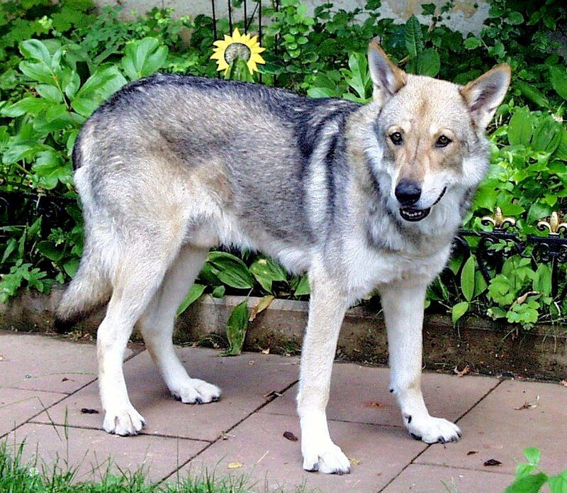 Saarloos Wolfdog