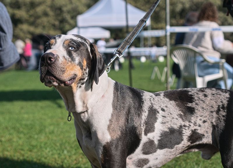 These 13 gorgeous dog breeds have stories far tougher than their appearance suggests 13 Catahoula Leopard Dog