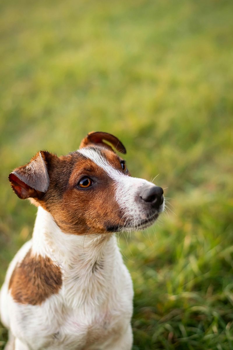 Jack Russell Terrier