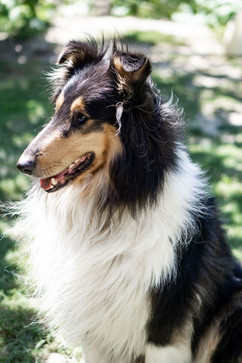 The leash comes off and the real test begins - these dog breeds often have what it takes to keep checking back 13 Rough Collie