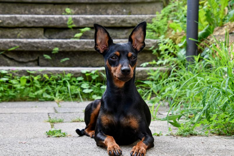 10 dog breeds that make clean living much easier than expected 11 Miniature Pinscher