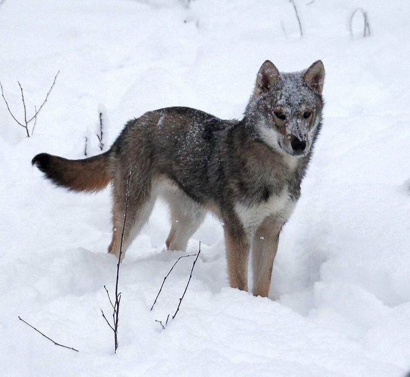 14 Dog Breeds That Strongly Mirror the Classic German Shepherd Appearance 11 Tamaskan