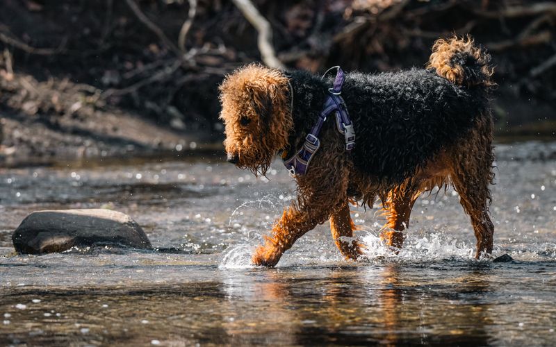 Meet these dog breeds once and it's easy to understand their fiercely loyal fan bases 13 Airedale Terrier