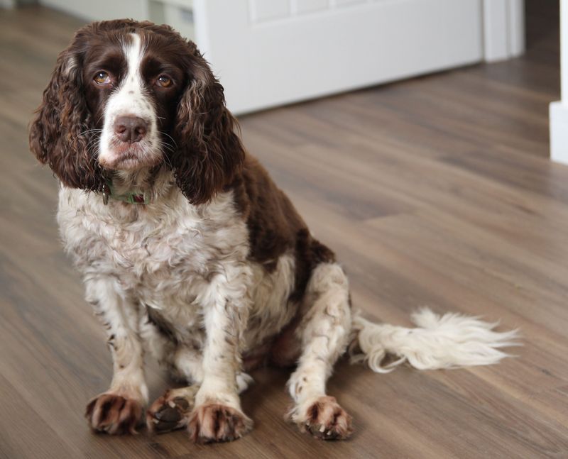 Busy family life can suit these 10 dog breeds remarkably well when socialization and boundaries are done right 9 English Springer Spaniel