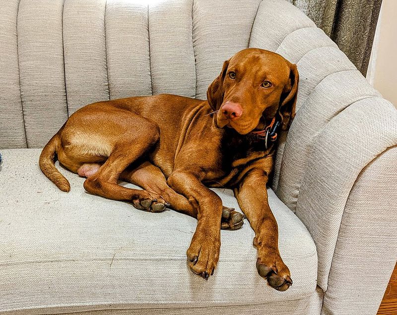 These dog breeds seem to notice tiny changes in people before anyone explains what's wrong 10 Vizsla