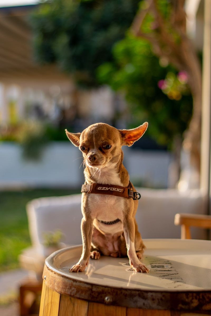 Chihuahua: Small Size, Clear Boundaries