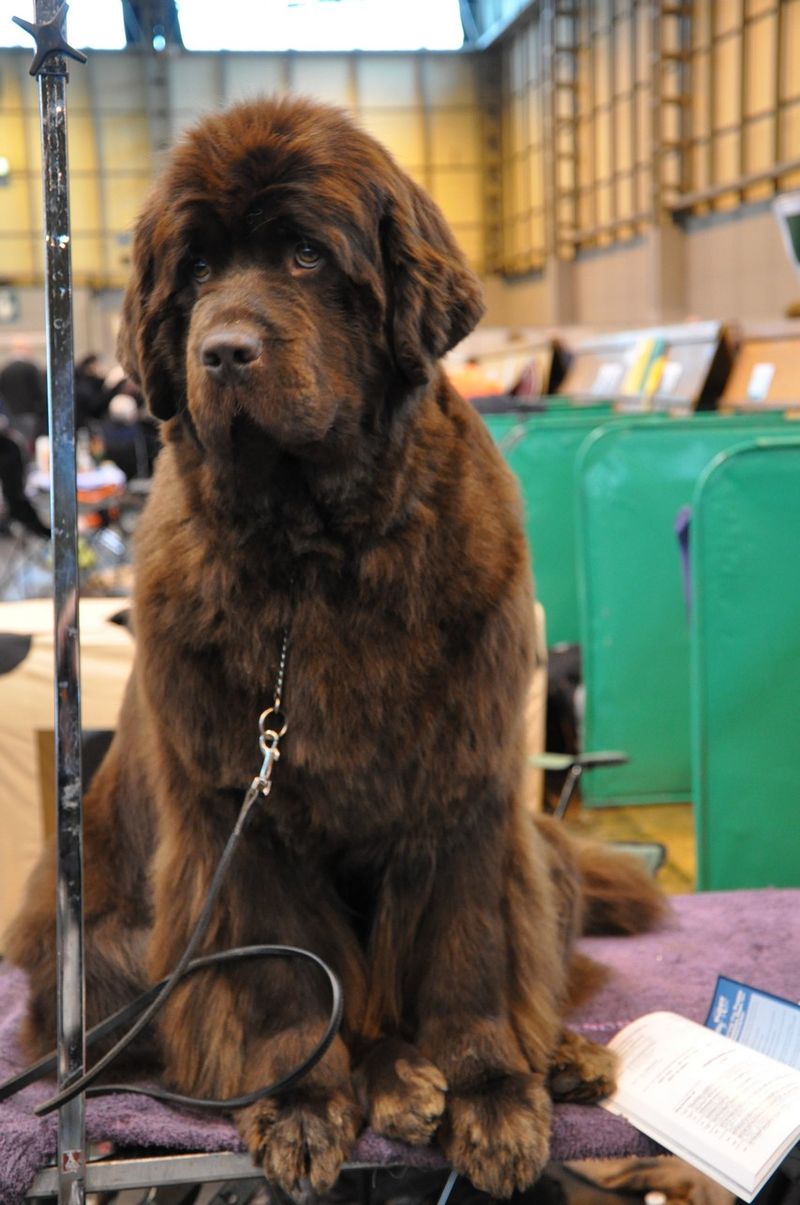 These 12 breeds look the part but may fail when guarding actually matters 11 Newfoundland
