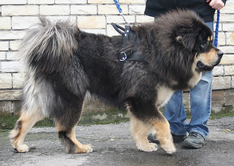 Tibetan Mastiff