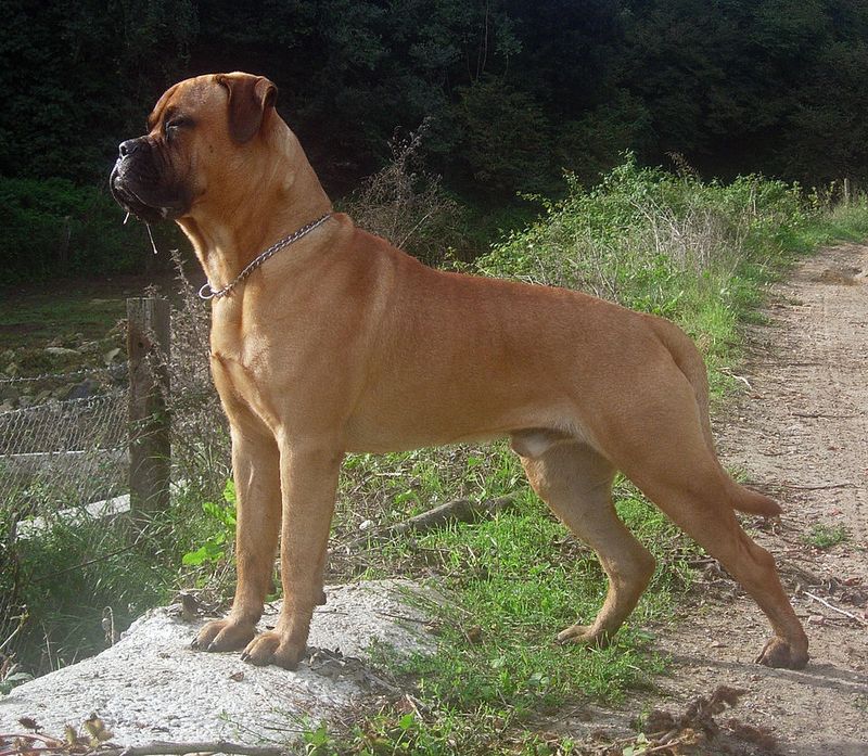 Big dogs can mean big responsibilities - these breeds require owners who know exactly what they're taking on 9 Bullmastiff