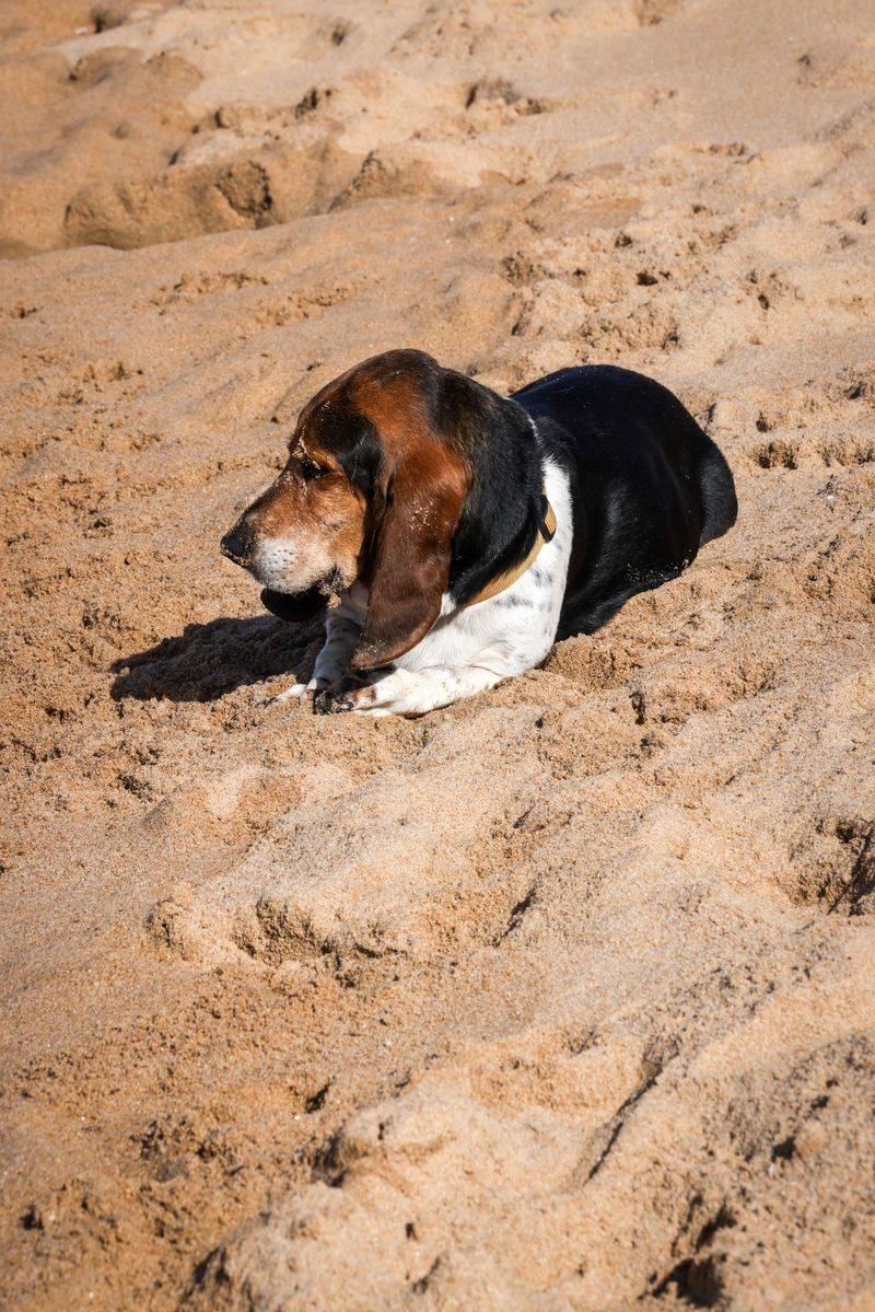 Think your recall is flawless? These dog breeds can find a reason to test that confidence 6 Basset Hound