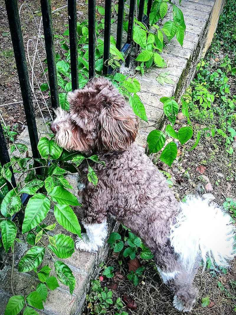 15 Sensitive Dog Breeds That Need Peaceful Homes And Gentle, Patient Owners 10 Havanese