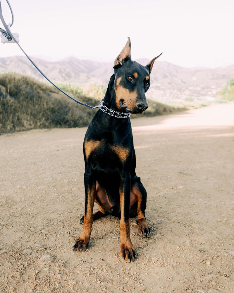 Doberman Pinscher