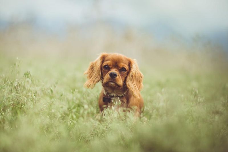 11 dogs that aren't known for showing much affection - plus 3 that love their owners with their whole heart 15 Cavalier King Charles Spaniel