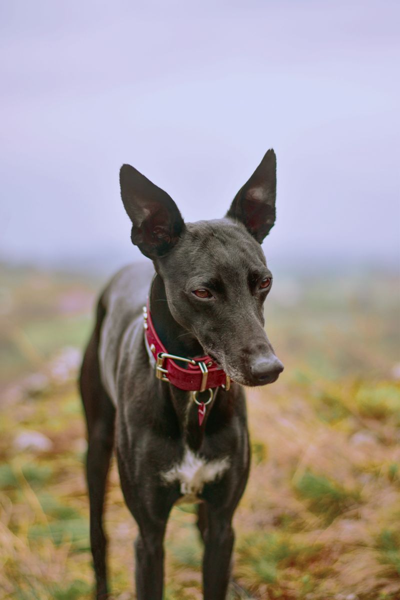 Prefer peaceful evenings to crowded gatherings? These breeds may understand the assignment 2 Greyhound - The Sofa Philosopher
