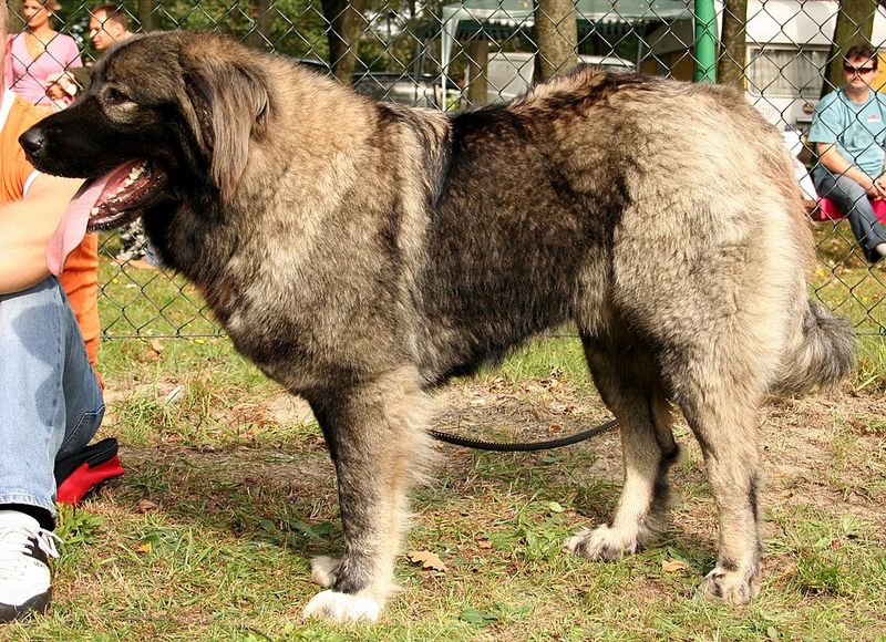 Caucasian Shepherd Dog