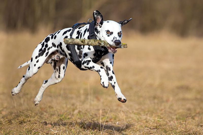 Some dogs enjoy running - These breeds were practically designed around it 7 Dalmatian