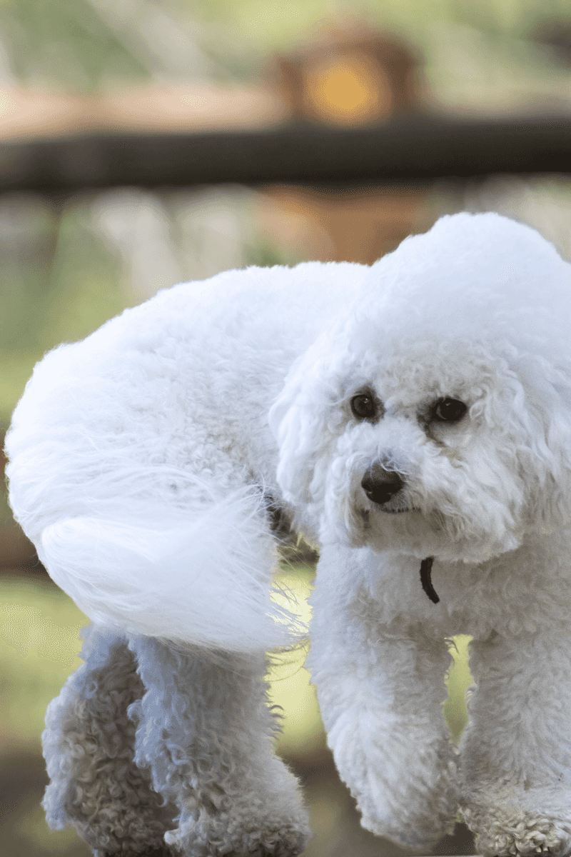 When nobody has hours to waste every day, these dog breeds start making a lot more sense 5 Bichon Frise