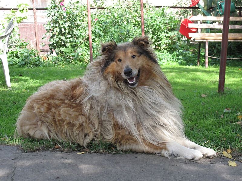 These dog breeds quietly become the heart of countless households 7 Rough Collie