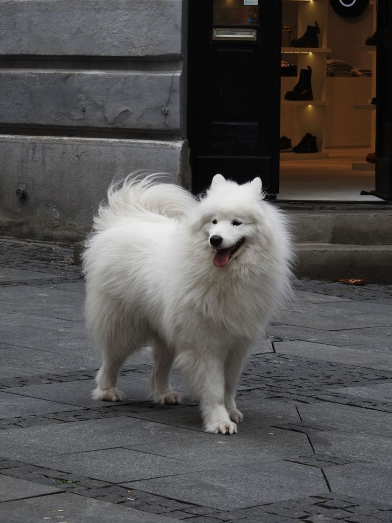 10 dogs whose looks and expressions make them social media favorites 4 Samoyed