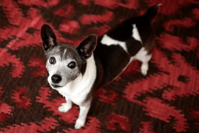 11 Dog Breeds That Have a Whole Strategy Before They Steal a Snack 6 Rat Terrier