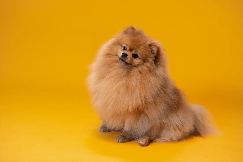 27 Dog Breeds Ranked by Loyalty – From the Most Devoted to the Surprisingly Independent 12 Pomeranian