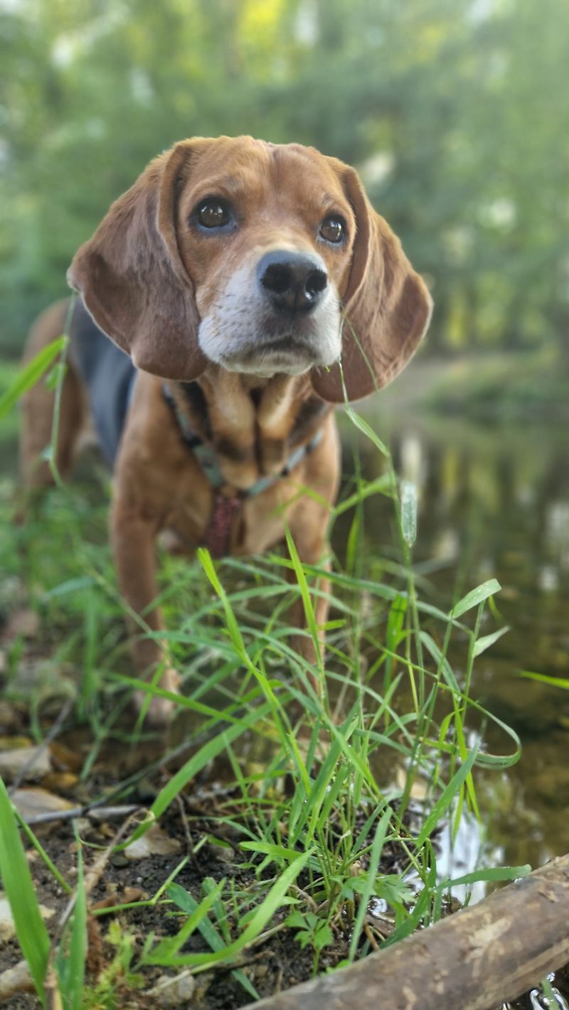 Some dog breeds seem made for the joyful chaos of family life 4 Beagle
