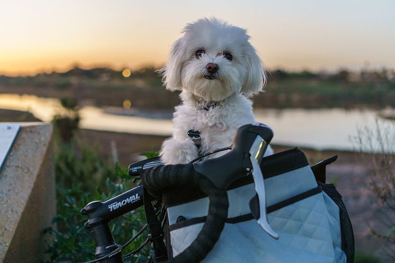 28 Friendly Dog Breeds That Thrive on Human Connection 8 Maltese