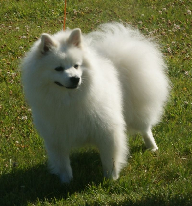 These 8 Italian dogs combine beauty, personality, and surprisingly great companionship 8 Volpino Italiano