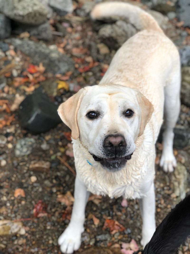 10 scent-driven breeds that can turn your living room into a search mission with almost no equipment 8 Labrador Retriever