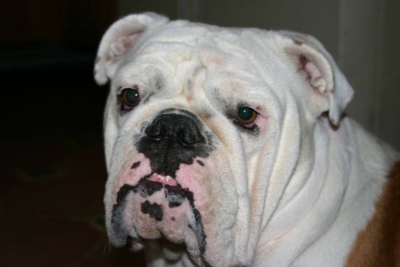 Bulldog