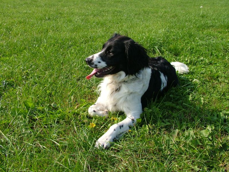 Search Data Is Pointing to These 10 Rare Dog Breeds Curious Owners Are Discovering 3 Stabyhoun