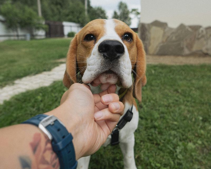 Beagle