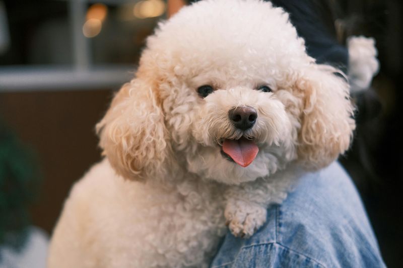 Bichon Frise