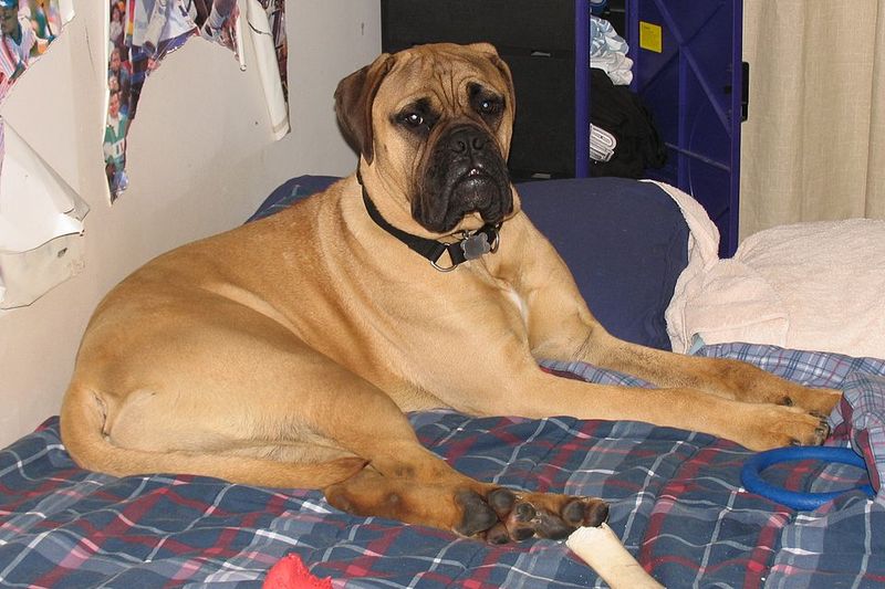 25 Dog Breeds Known for Their Independent or Stubborn Nature 18 Bullmastiff
