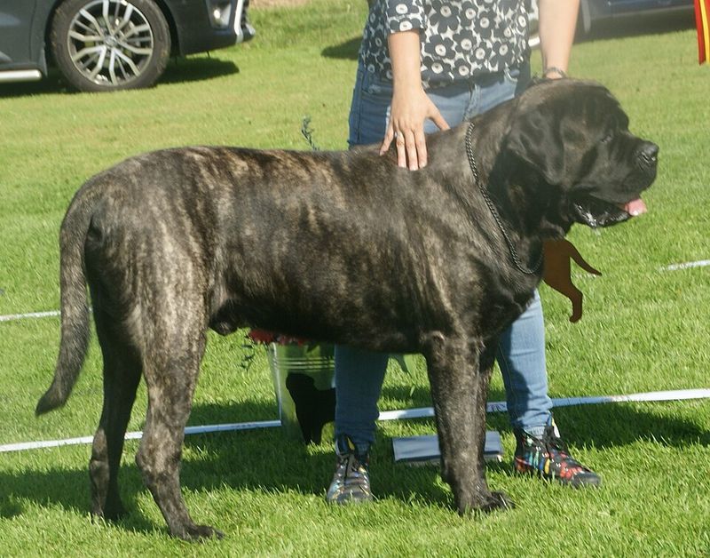 13 Dog Breeds That Inspired Local Myths And Ghost Stories 2 Black Shuck (English Mastiff type)