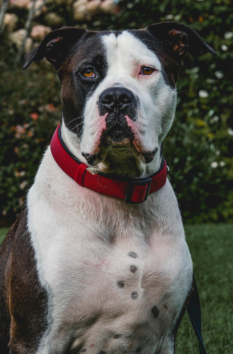 25 Dog Breeds with a Majestic Look That Instantly Draws Attention 17 American Bulldog