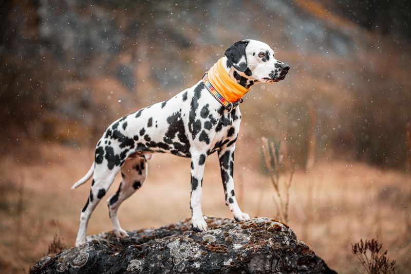 These unmistakable dogs keep appearing on everything from clothing to home decor 5 Dalmatian