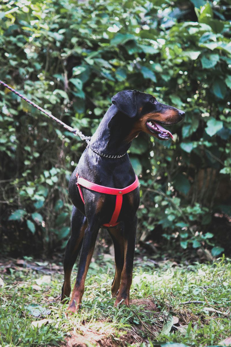 12 dog breeds that need early socialization to stay balanced 5 Doberman Pinscher