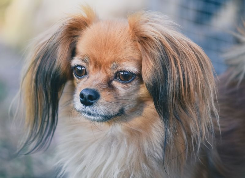 11 sensitive dogs that flourish with encouragement - plus 2 breeds with thicker emotional skin 8 Papillon: Tiny paws, brave possibilities