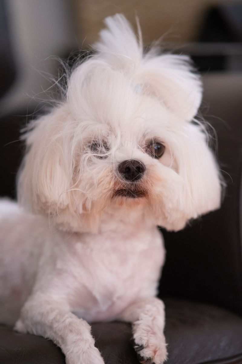 The loyalty everyone wants can have another side - These dog breeds may find separation particularly challenging 10 Maltese