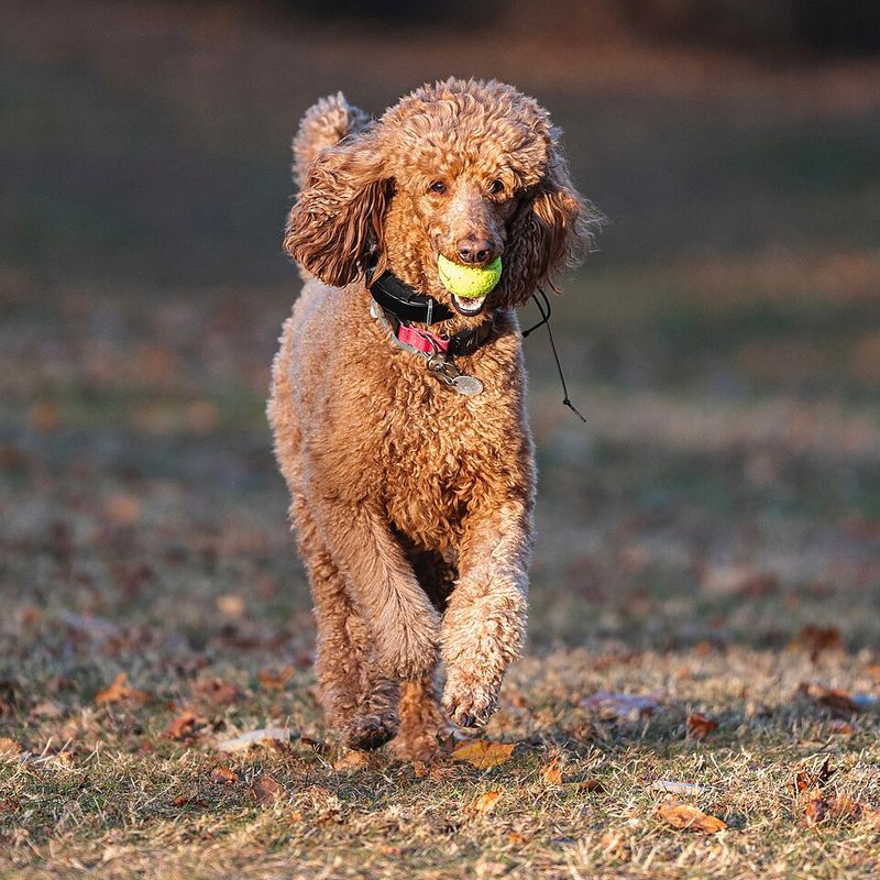 These 10 balanced dog breeds switch from excitement to relaxation with impressive ease - plus 2 adaptable companions 5 Standard Poodle