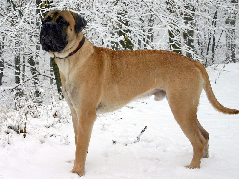 25 Dog Breeds with a Majestic Look That Instantly Draws Attention 4 Bullmastiff
