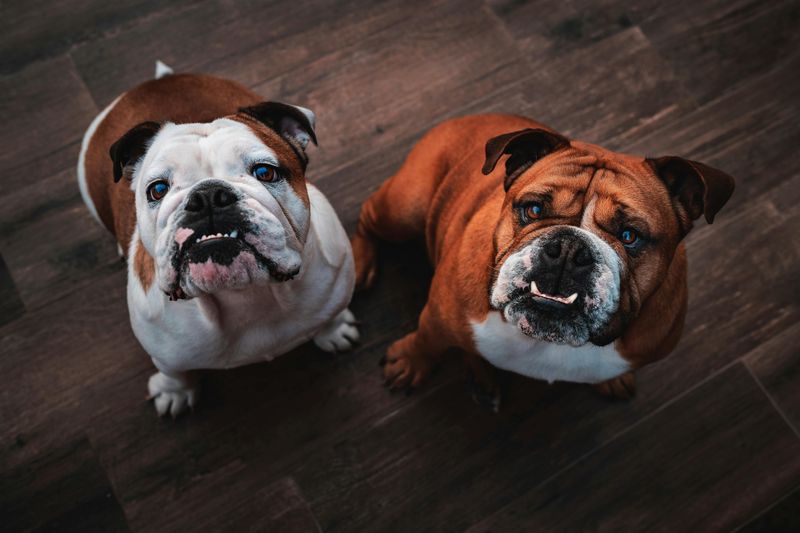 11 stubborn dog breeds that challenge owners daily - and still steal their hearts 10 English Bulldog