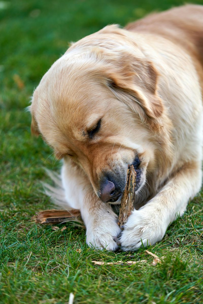 12 dogs that love food so much owners have to stay alert 5 Golden Retriever